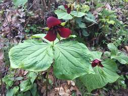 Imagem de Trillium sulcatum T. S. Patrick