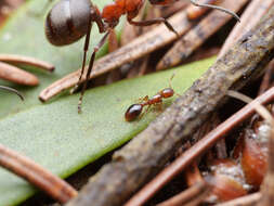 Image of Shining guest ant