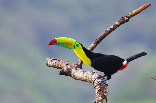 Image of Keel-billed Toucan