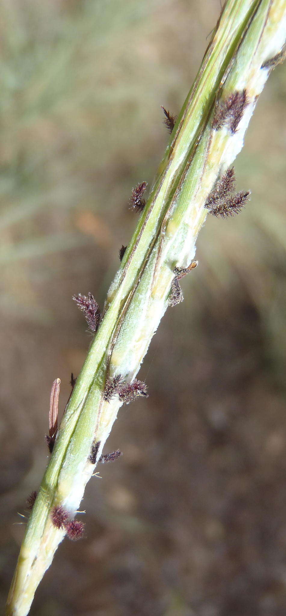 Diheteropogon amplectens (Nees) Clayton resmi