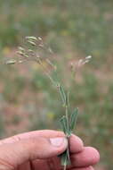 Image of soapwort