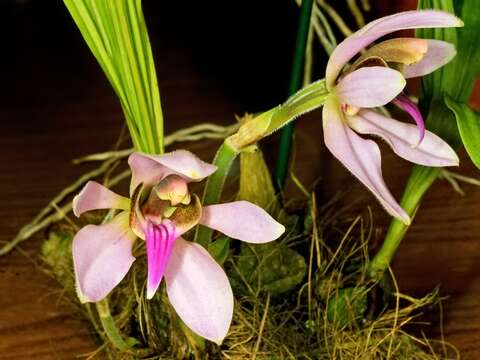 Image of Ancistrochilus