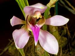 Image of Ancistrochilus