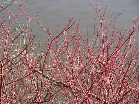 Imagem de Cornus sanguinea L.