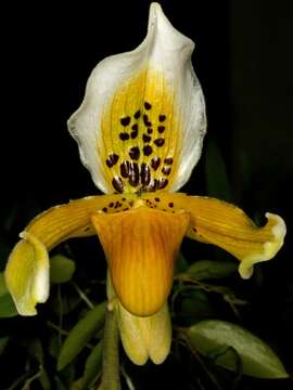 Слика од Paphiopedilum exul (Ridl.) Rolfe