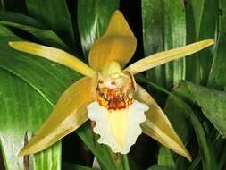 Image of Coelogyne lawrenceana Rolfe