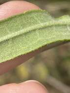 Image of Schweinitz's sunflower