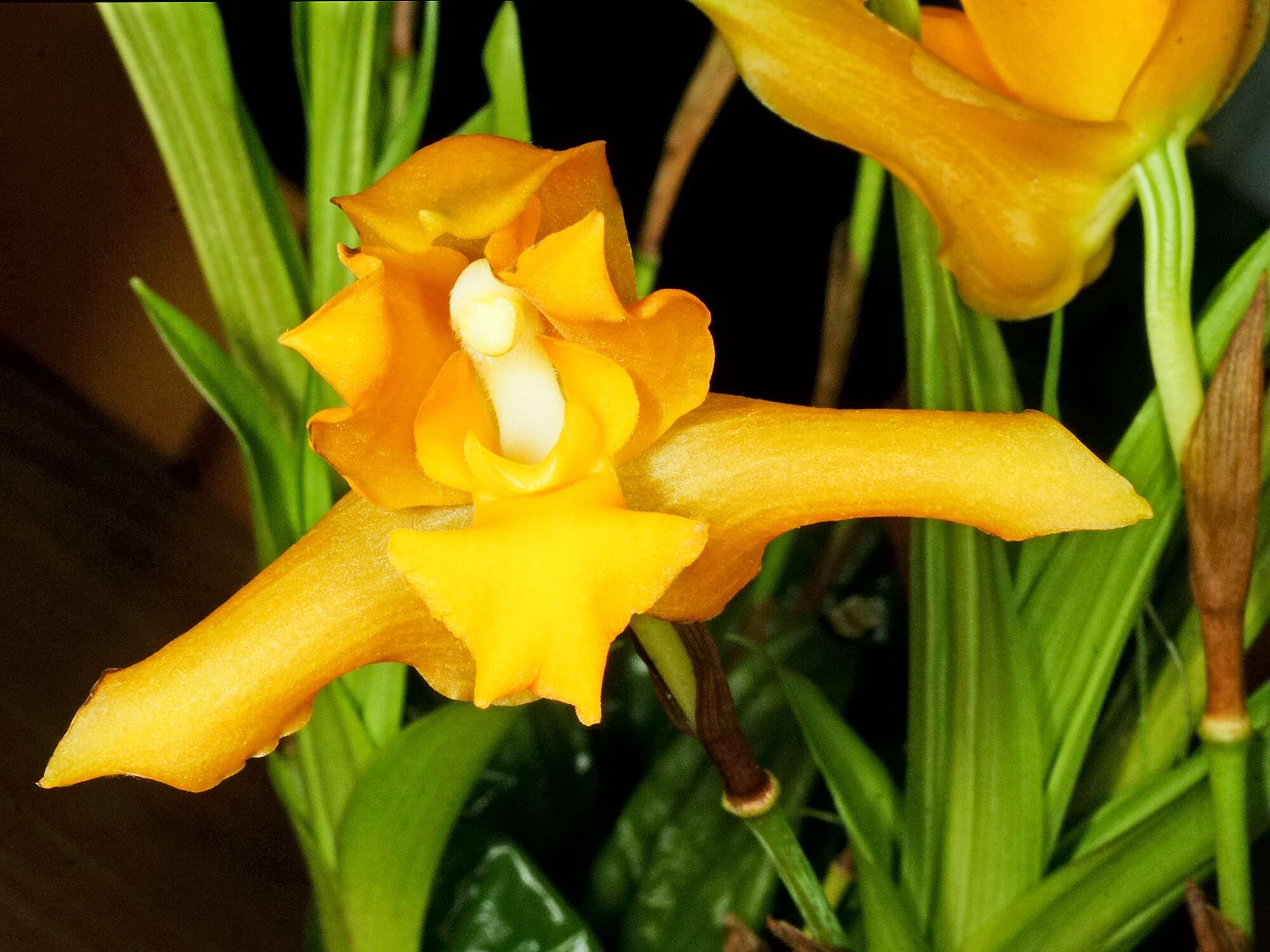 Image of lycaste