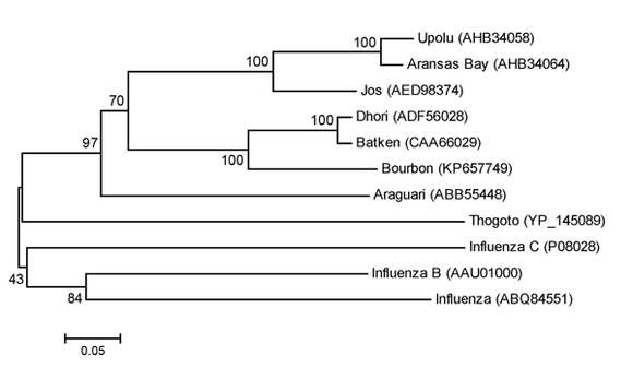 Image of Articulavirales