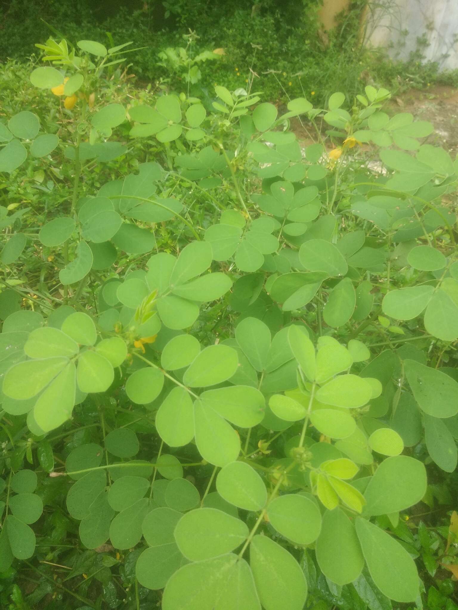 Image of sickle senna