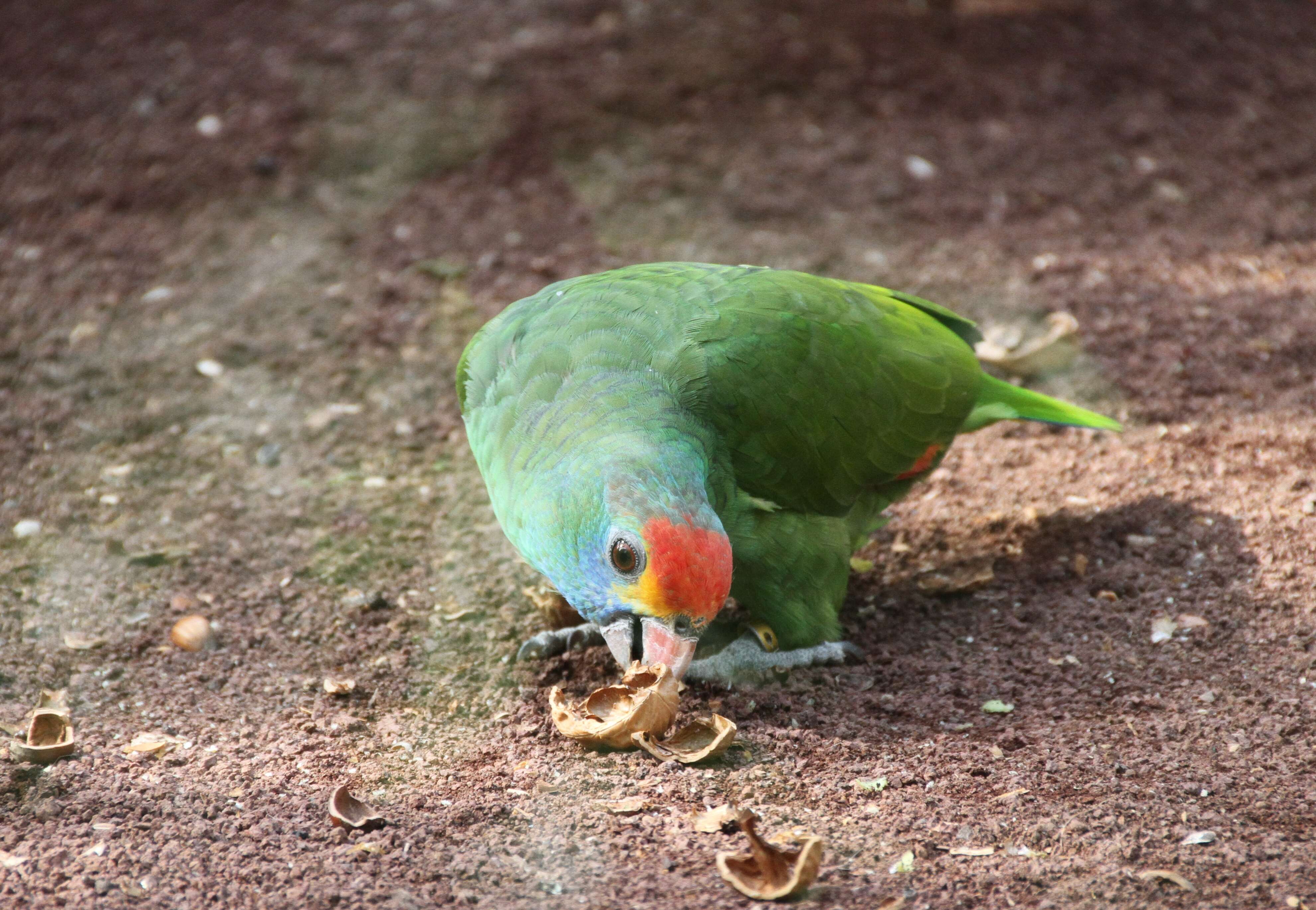 Image of Red-browed Amazon