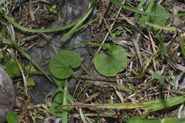 Image of Dichondra repens J. R. Forster & G. Forster