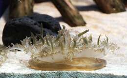 Image of cabbage-head jellyfish