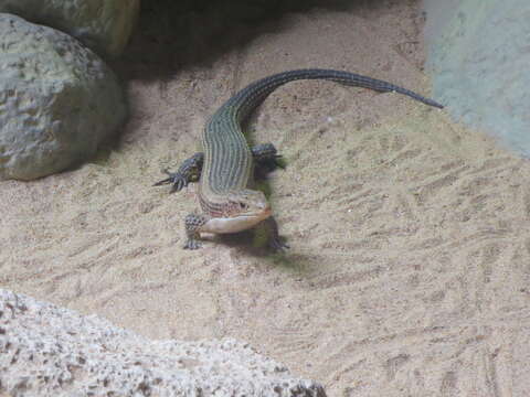 Image of Sudan plated lizard