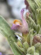 Image of White River Valley beardtongue