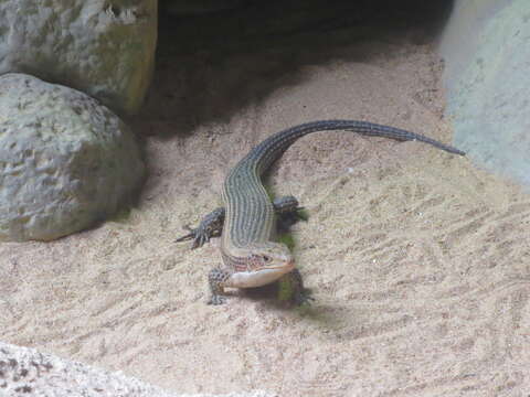 Image of Sudan plated lizard