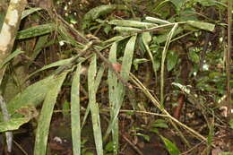 Image of Bactris acanthocarpa Mart.