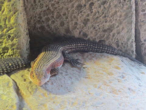 Image of Sudan plated lizard