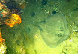 Image of Dixons Stingaree