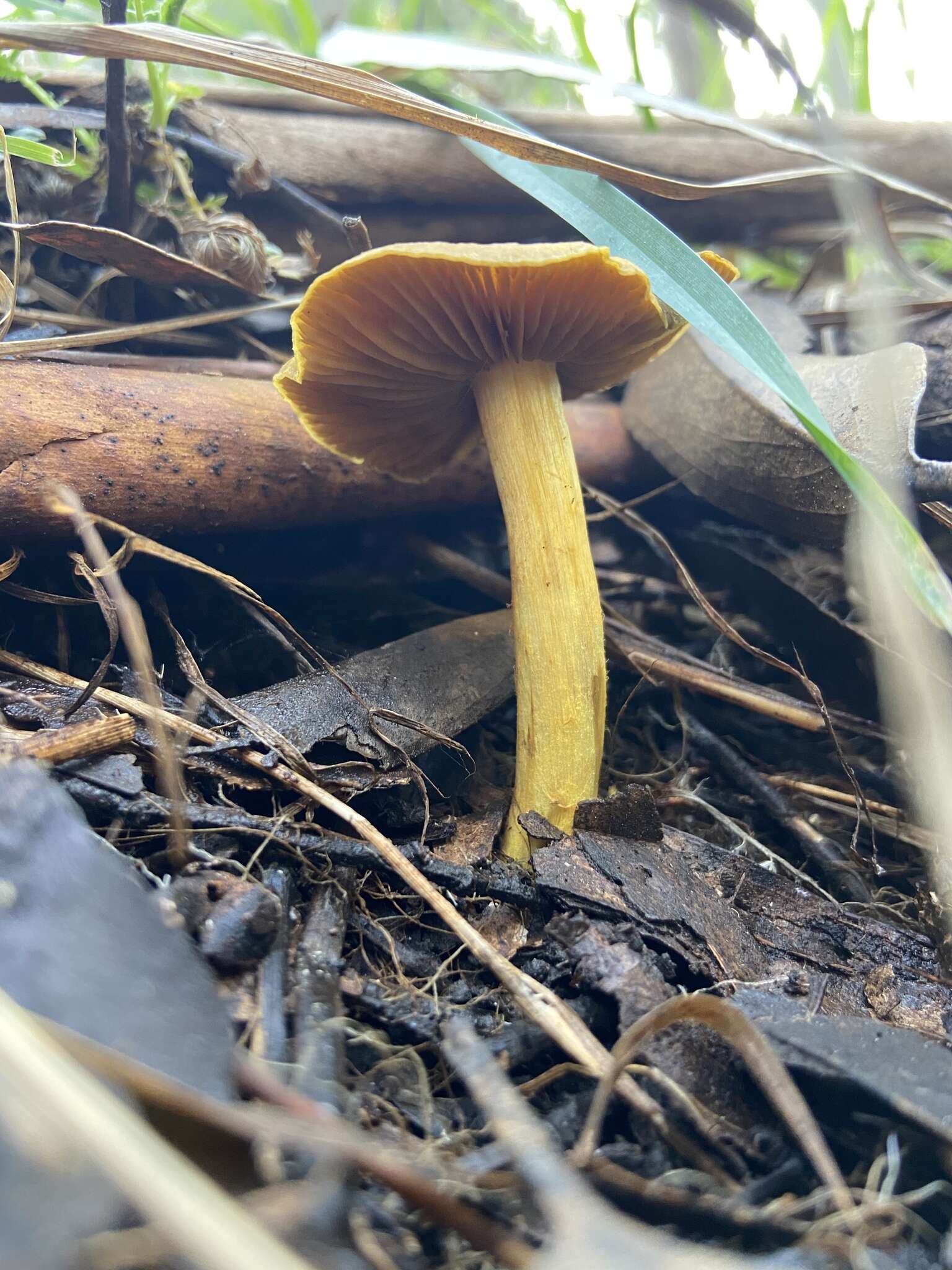 Image of Cortinarius chrysma Soop 1998