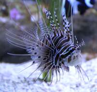 Image of Broadbarred firefish