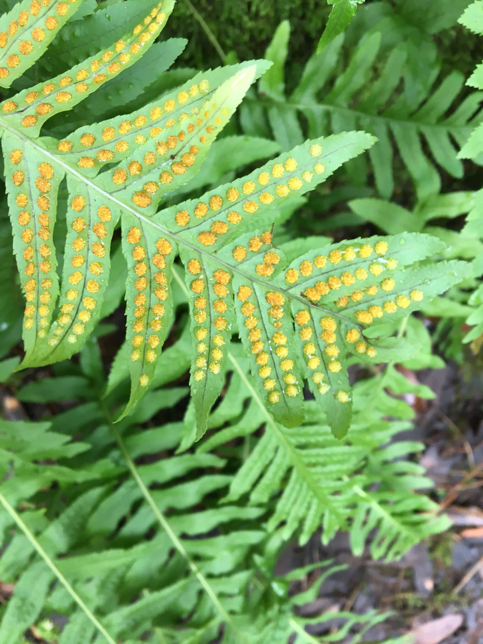 Слика од Polypodium californicum Kaulf.