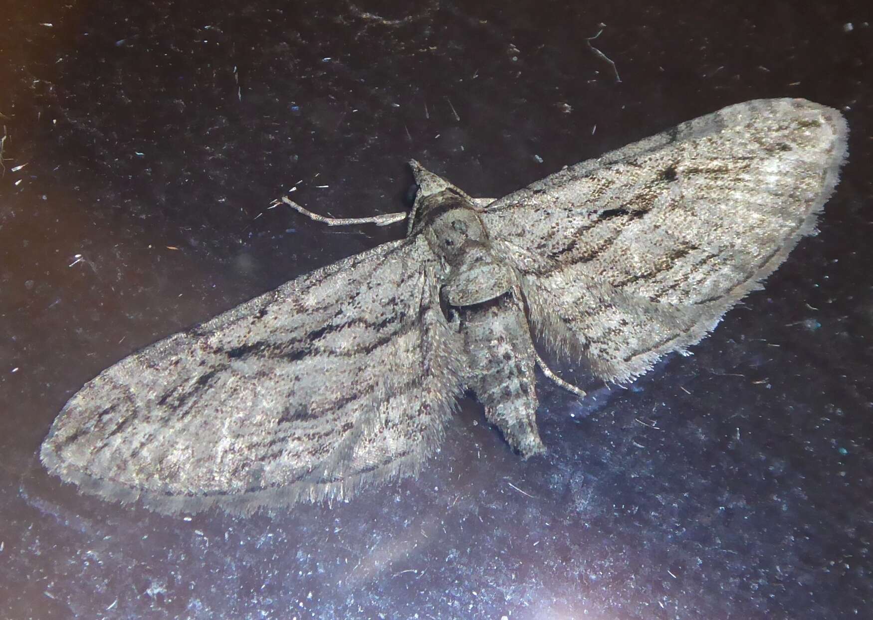 Слика од Eupithecia phoeniceata Rambur 1834