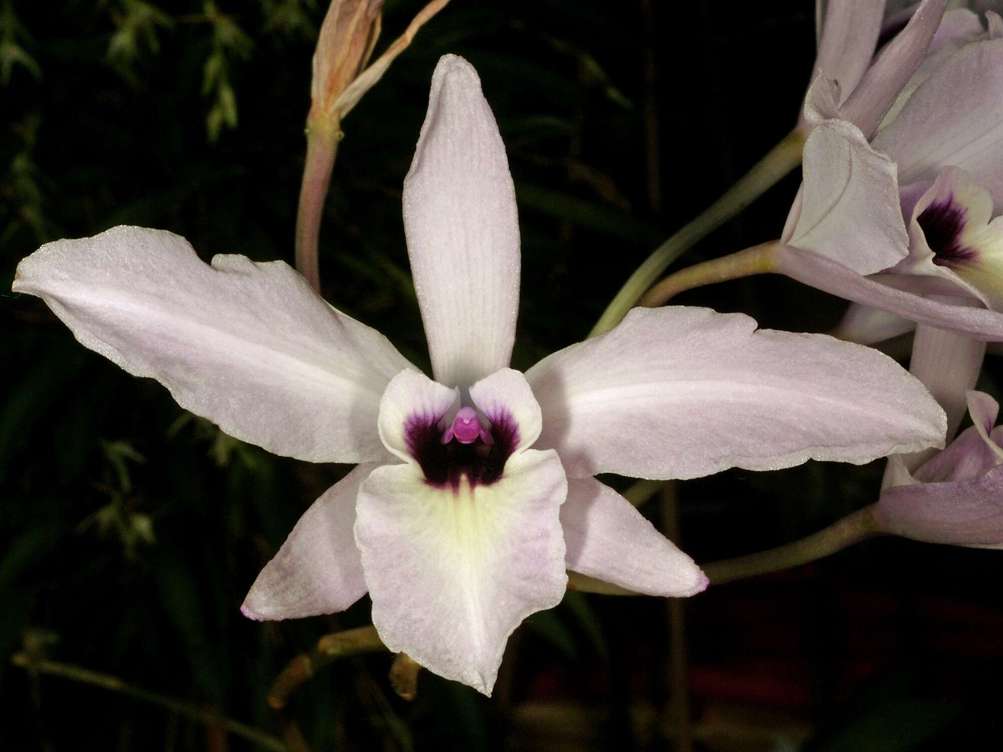 Image of laelia