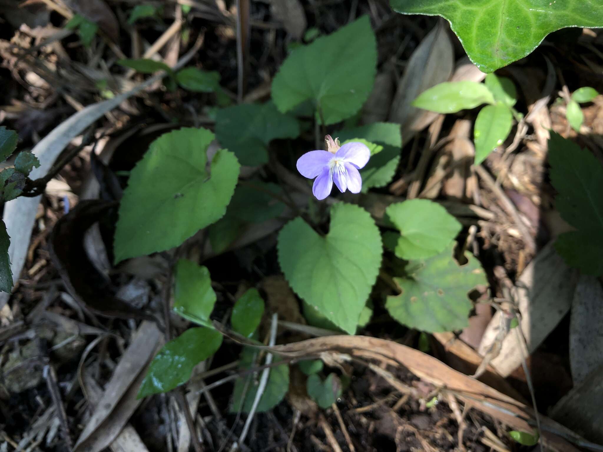 Image of Viola shinchikuensis Yamam.