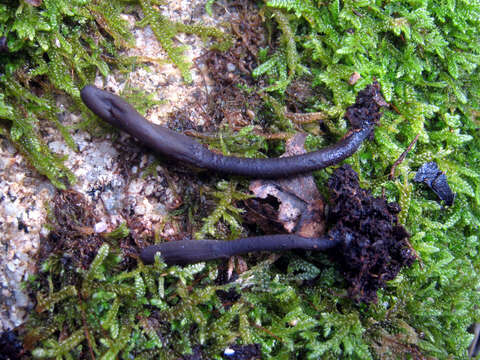 Image of Dark purple earth tongue