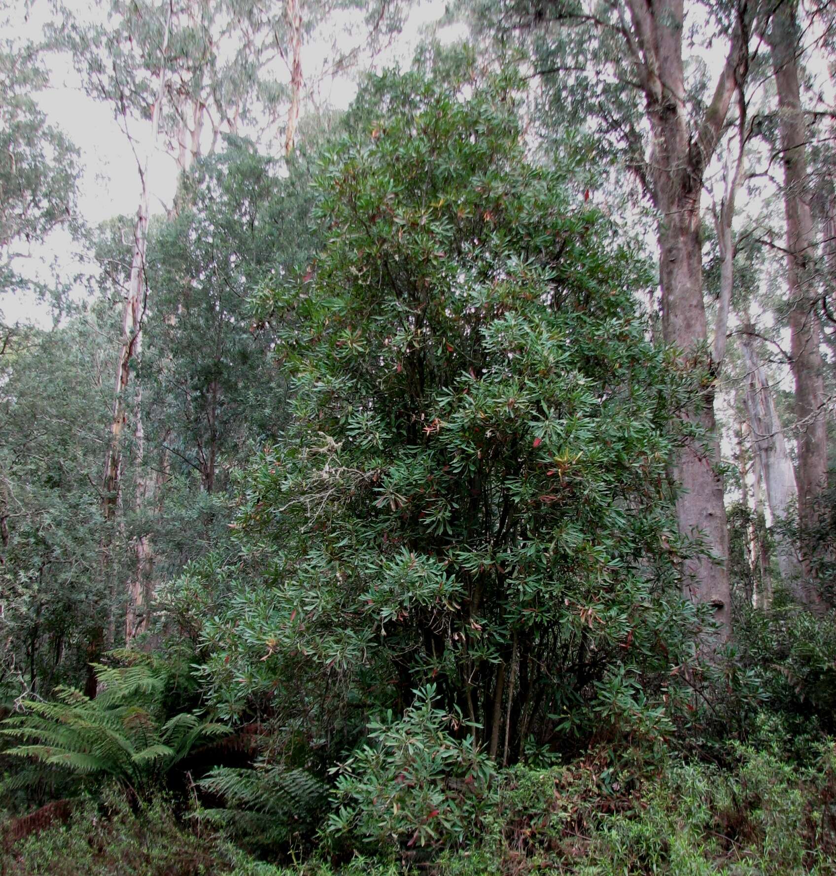 Image of Telopea oreades F. Müll.