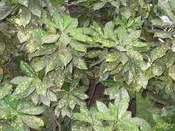 Image of codiaeum