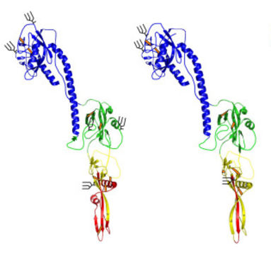 Image of influenza virus