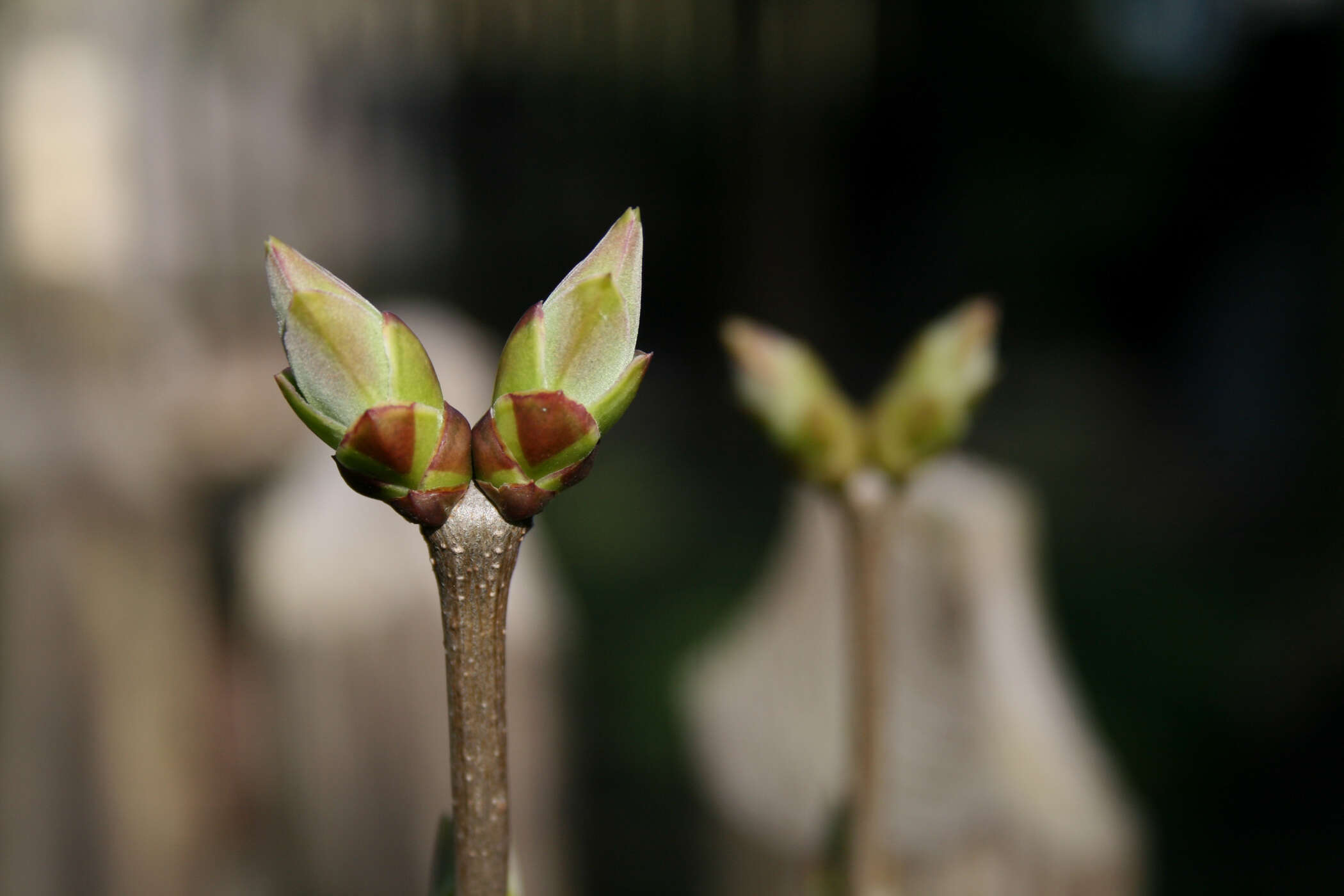 Image of Common Lilac