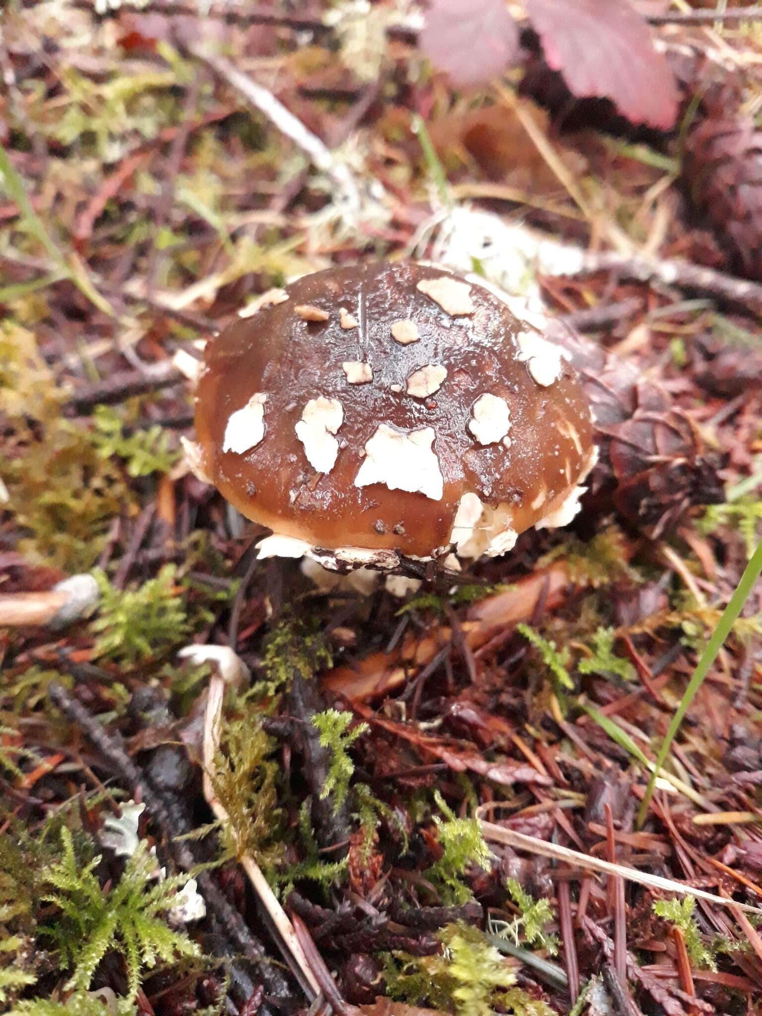 Image of Amanita pantherinoides Murrill 1912