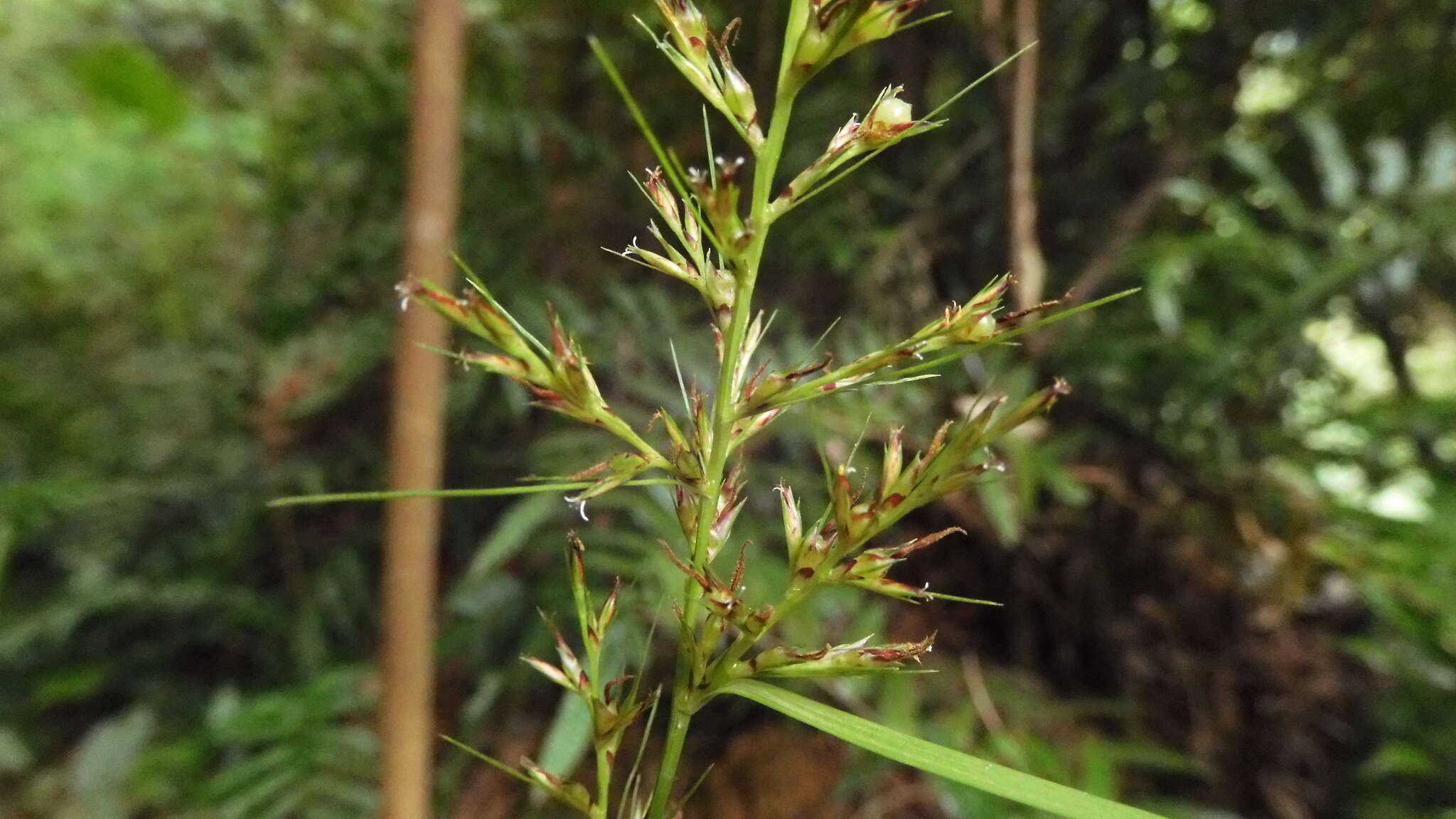 Image of Scleria terrestris (L.) Fassett