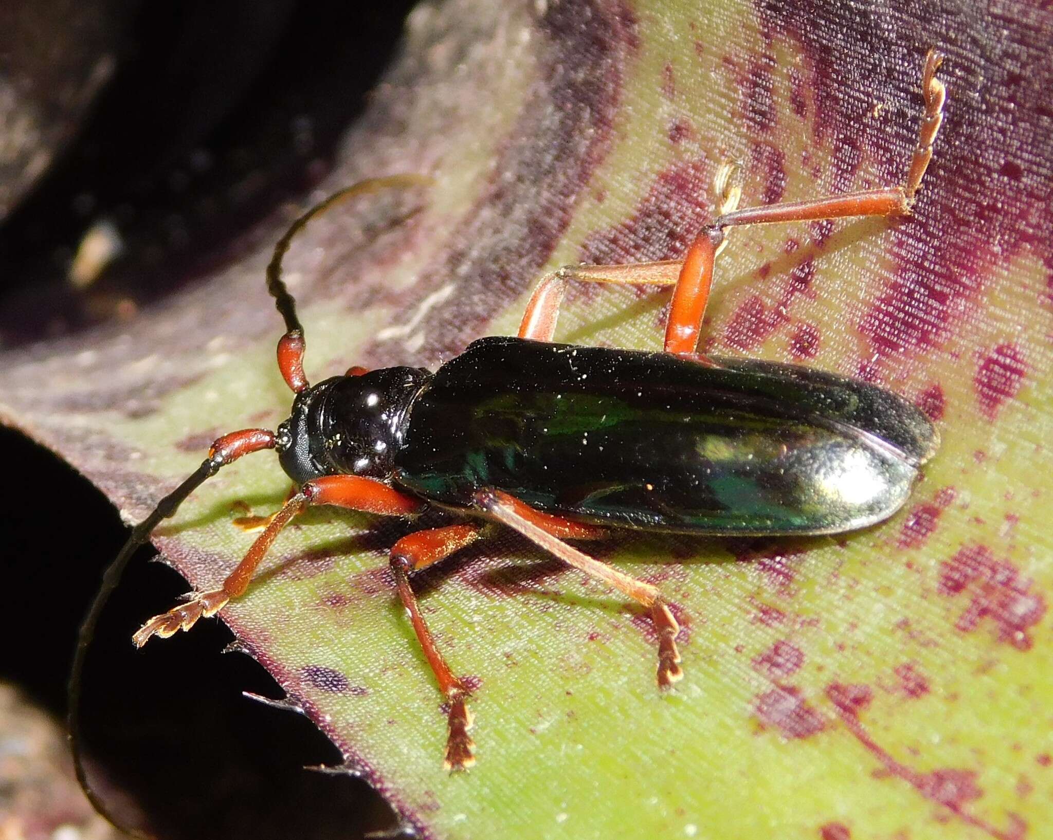 Image of Neoplocaederus parallelus (Atkinson 1953)