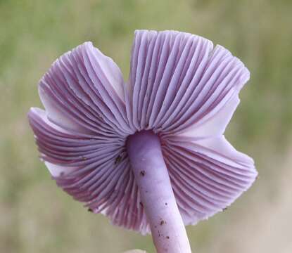 Image of Porpolomopsis lewelliniae (Kalchbr.) Lodge, Padamsee & S. A. Cantrell 2013