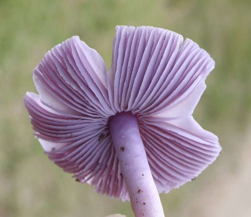 Sivun Porpolomopsis lewelliniae (Kalchbr.) Lodge, Padamsee & S. A. Cantrell 2013 kuva