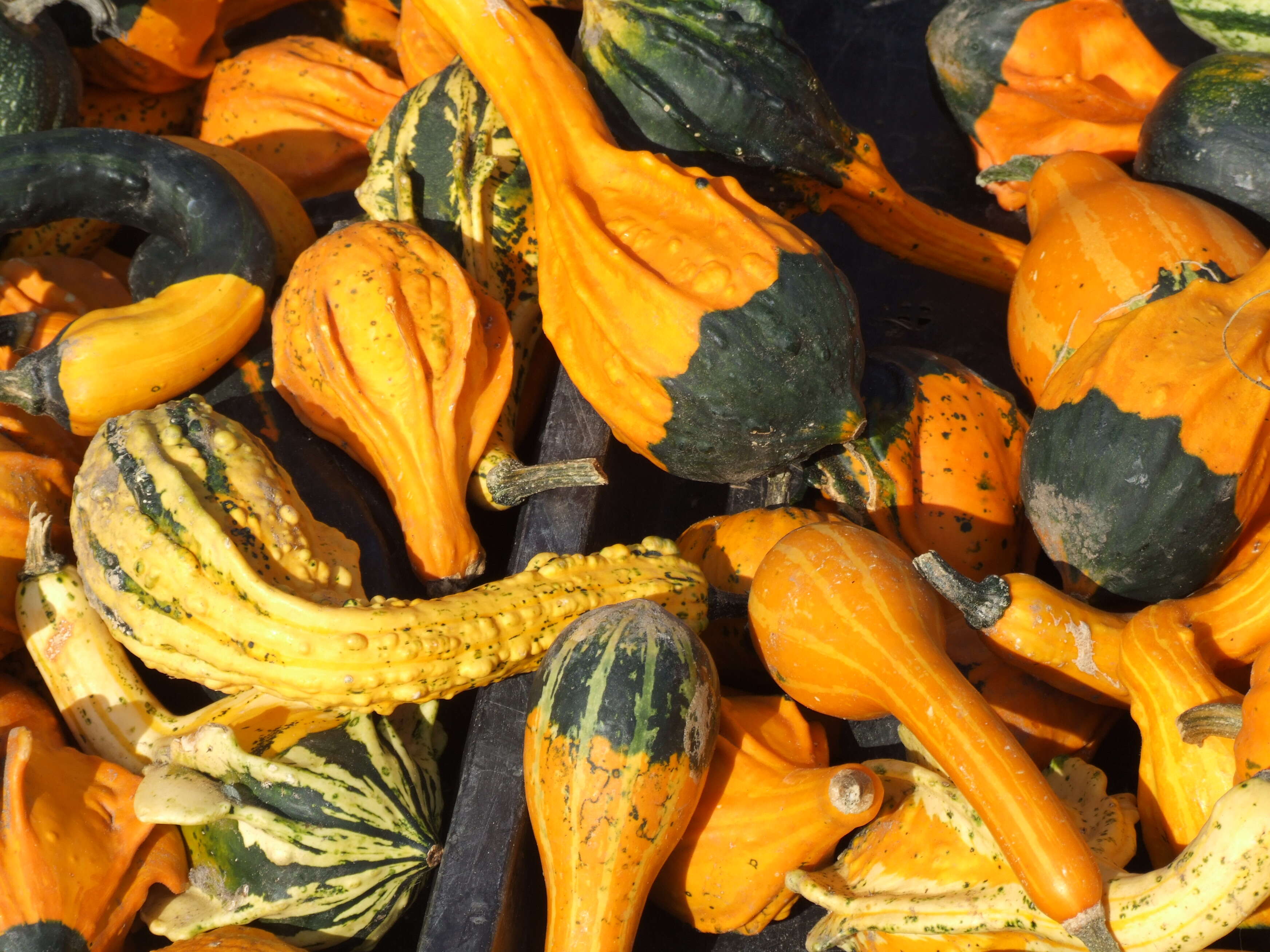 Image of field pumpkin