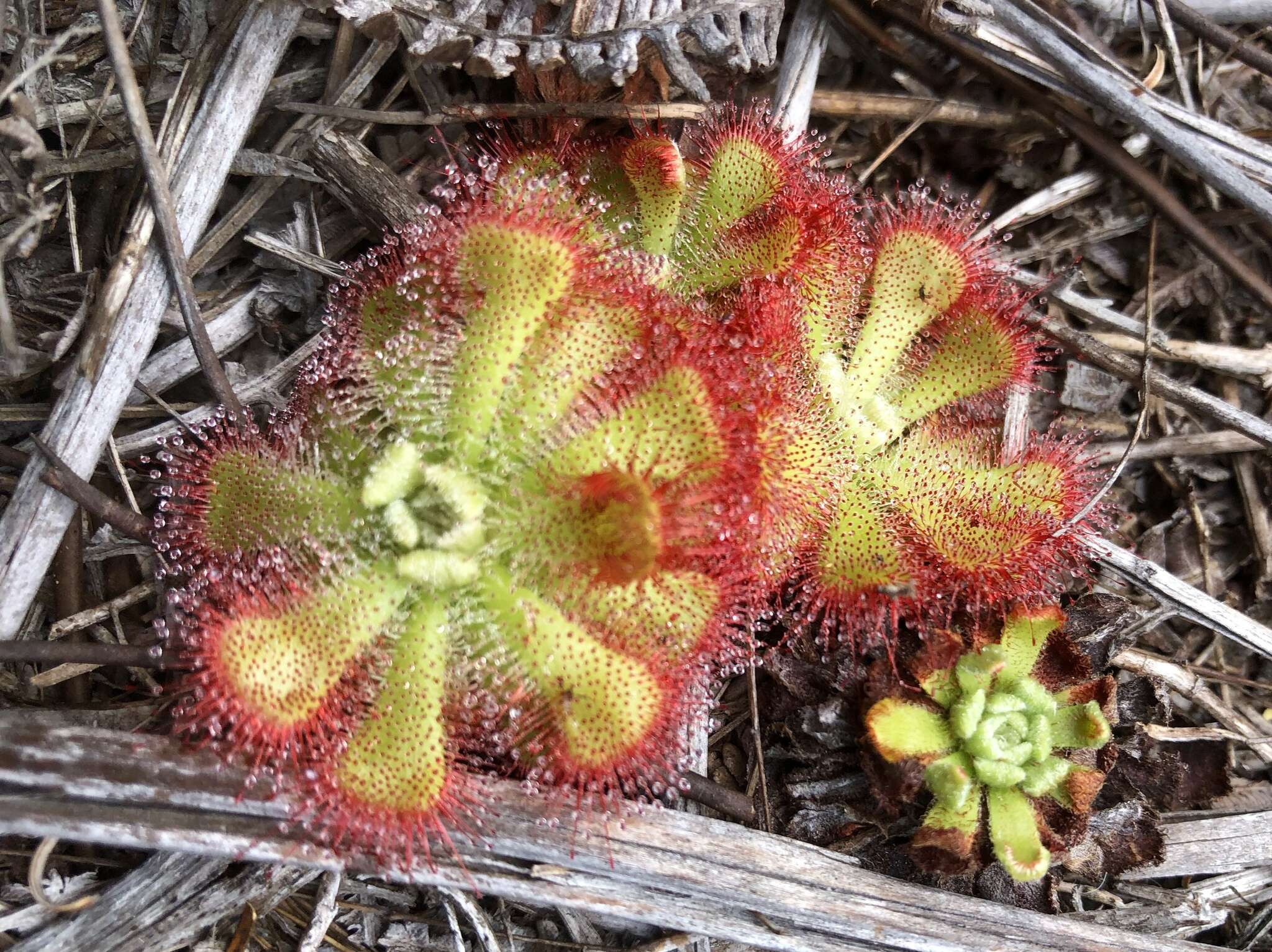 Drosera xerophila的圖片