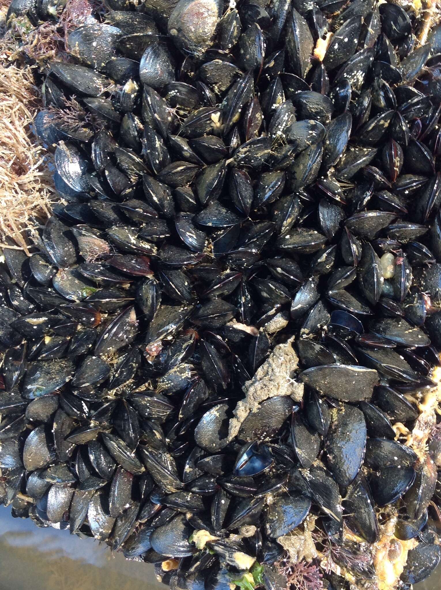 Image of Mediterranean mussel