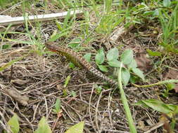 Image of Duméril's Whorltail Iguana