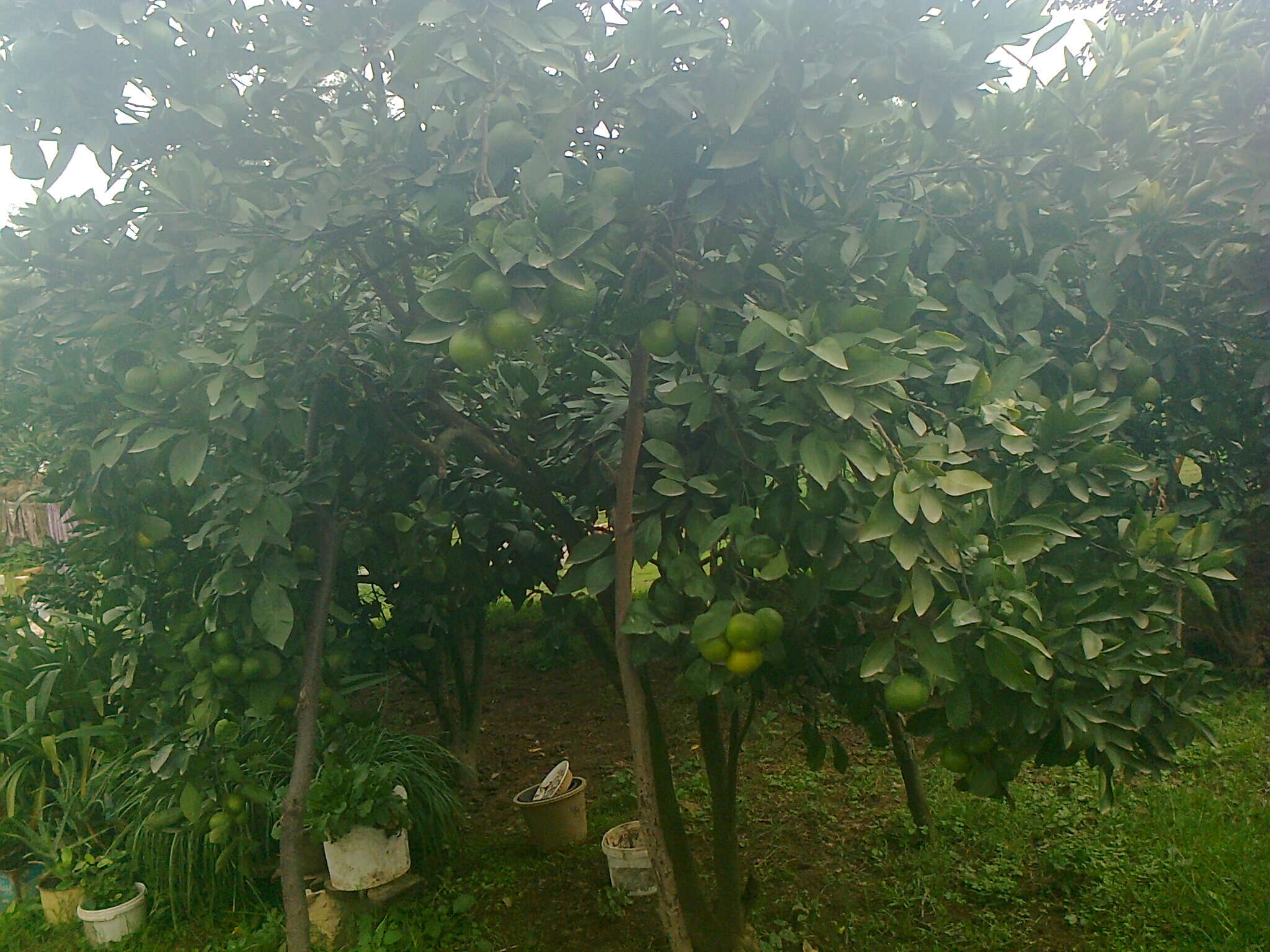 Image of Citrus reticulata