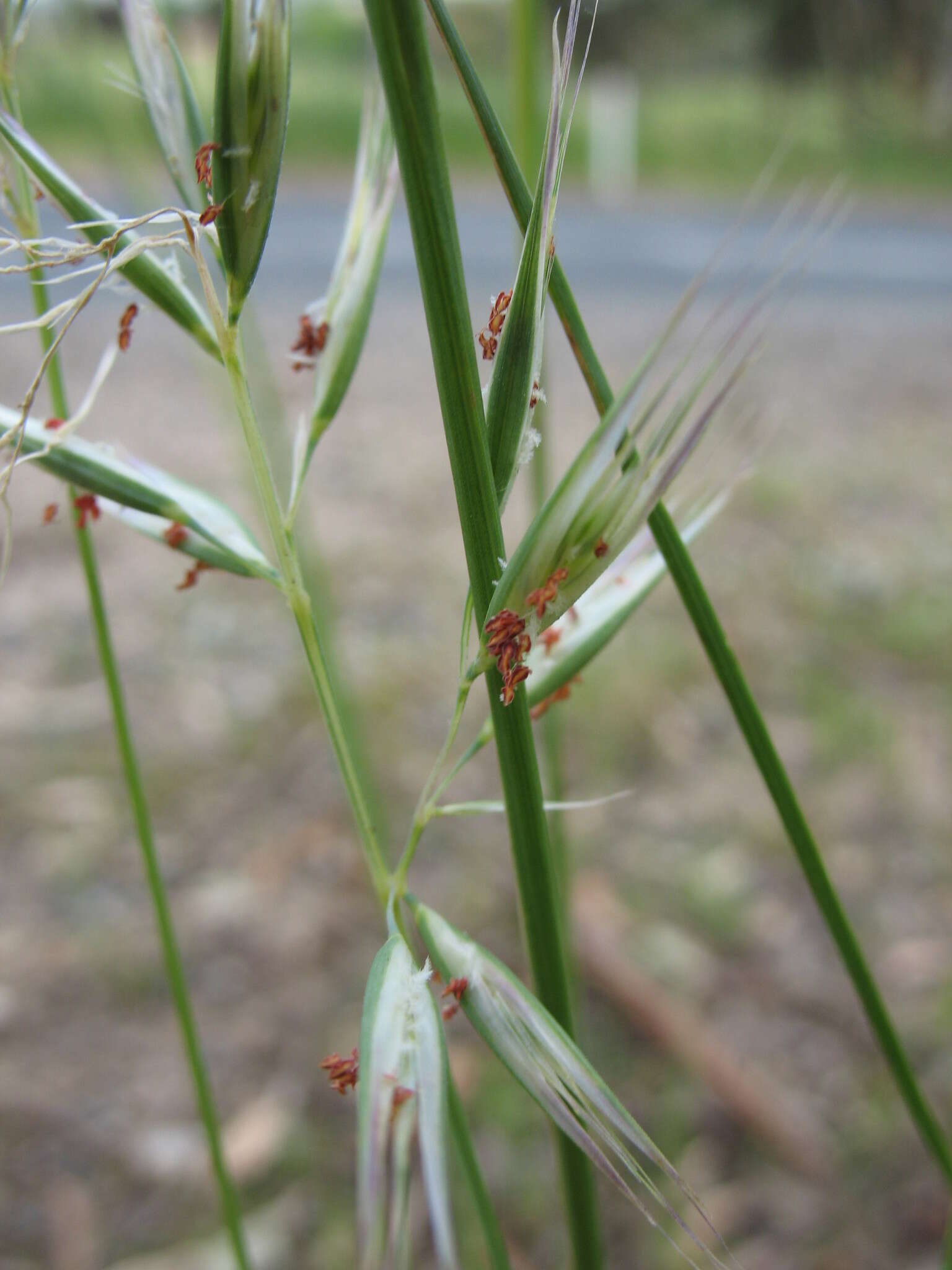 Imagem de Rytidosperma clelandii (Vickery) Connor & Edgar