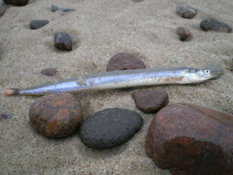 Image of Lesser Sand-eel