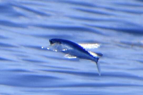 Image of Atlantic Flyingfish