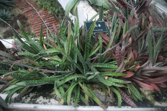 Image of Gasteria obliqua (Aiton) Duval