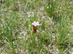 Image of proliferous pink