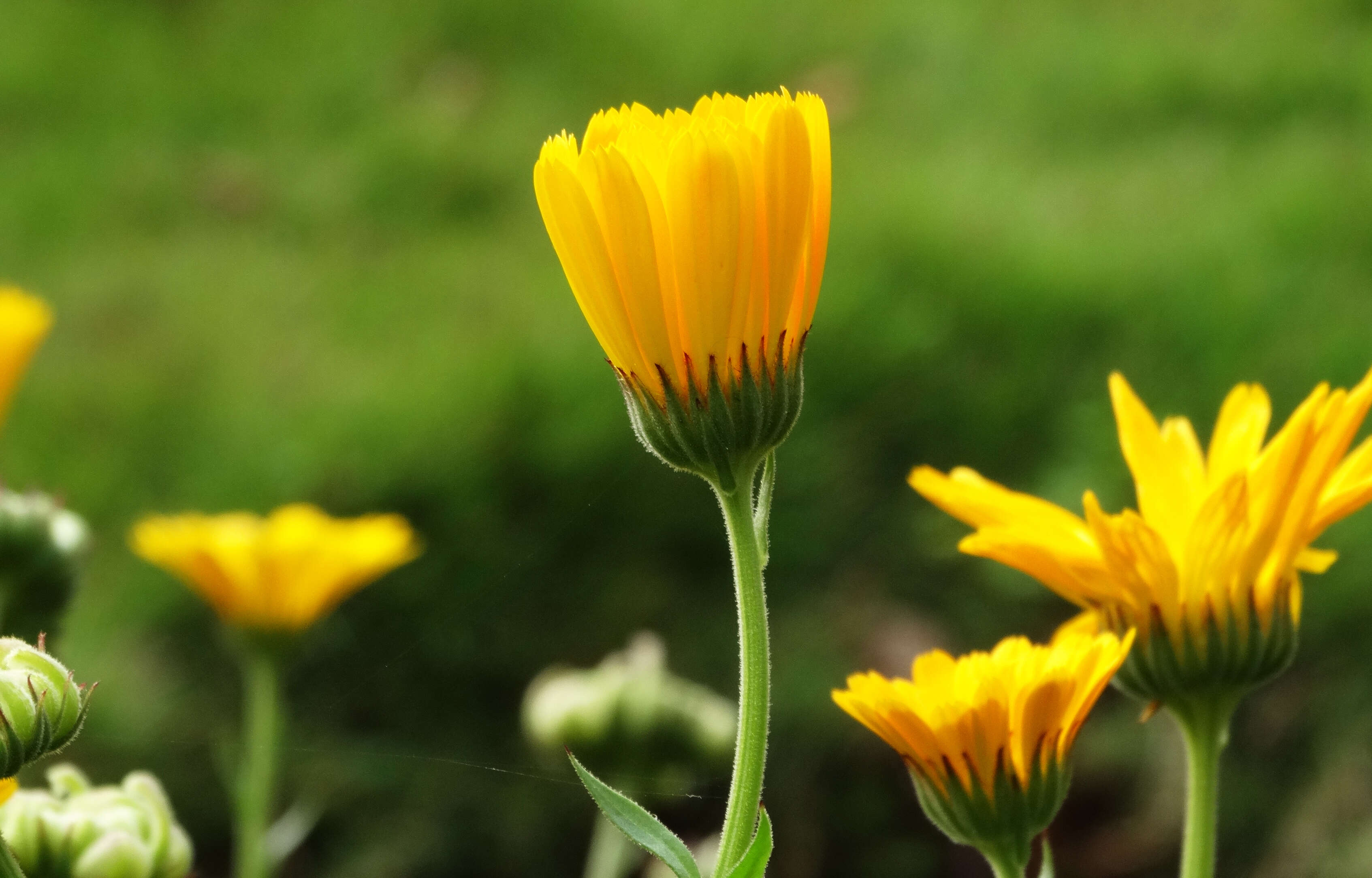 Image of pot marigold